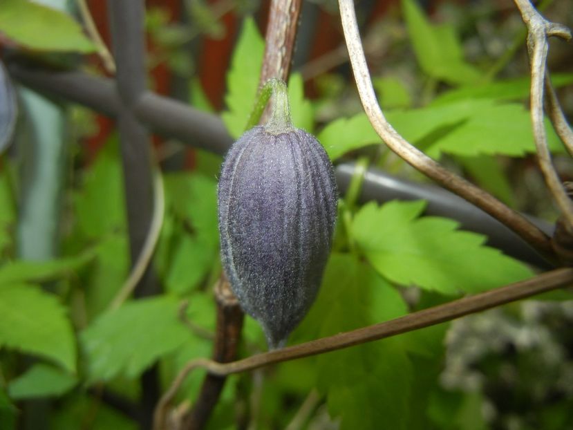 Clematis Pamela Jackman (2018, Apr.15) - Clematis Pamela Jackman