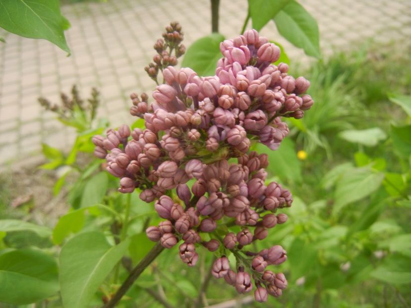 Lilac Ruhm von Horstenstein (`18,Apr.15) - Ruhm von Horstenstein