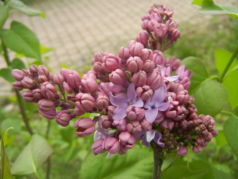 Lilac Ruhm von Horstenstein (`18,Apr.15) - Ruhm von Horstenstein