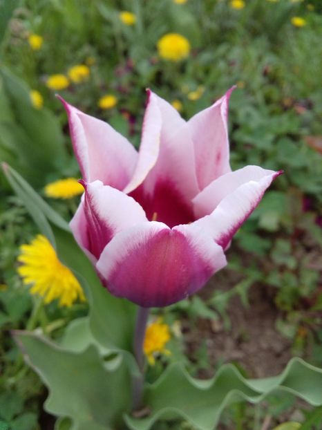  - AAAAA_LALELE 2016_2017_2018_2019