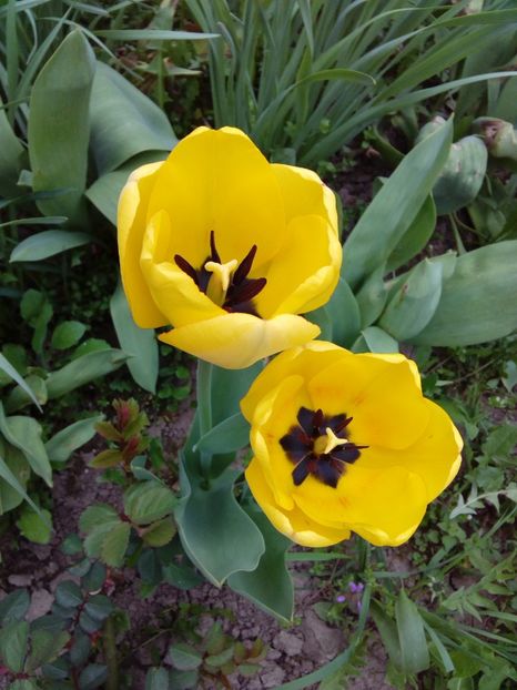  - AAAAA_LALELE 2016_2017_2018_2019