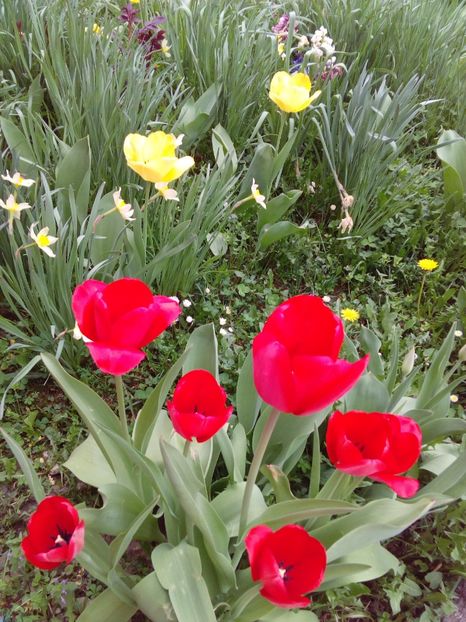  - AAAAA_LALELE 2016_2017_2018_2019