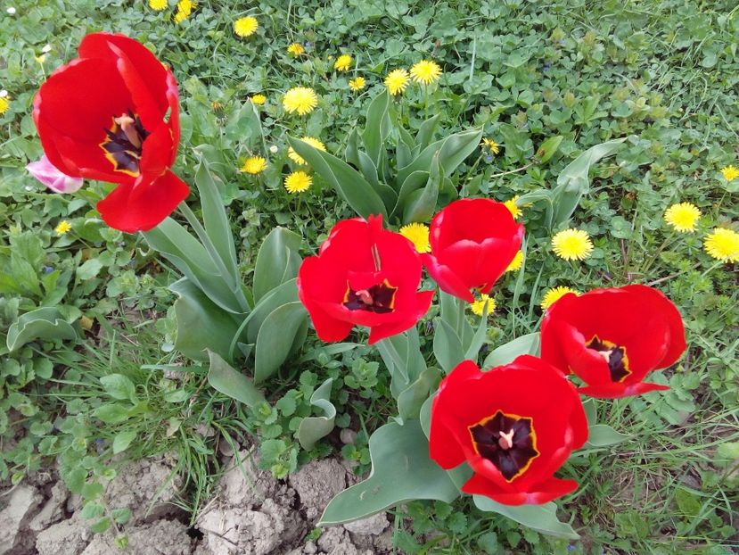  - AAAAA_LALELE 2016_2017_2018_2019