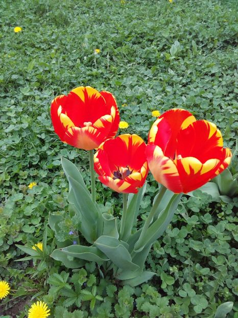  - AAAAA_LALELE 2016_2017_2018_2019