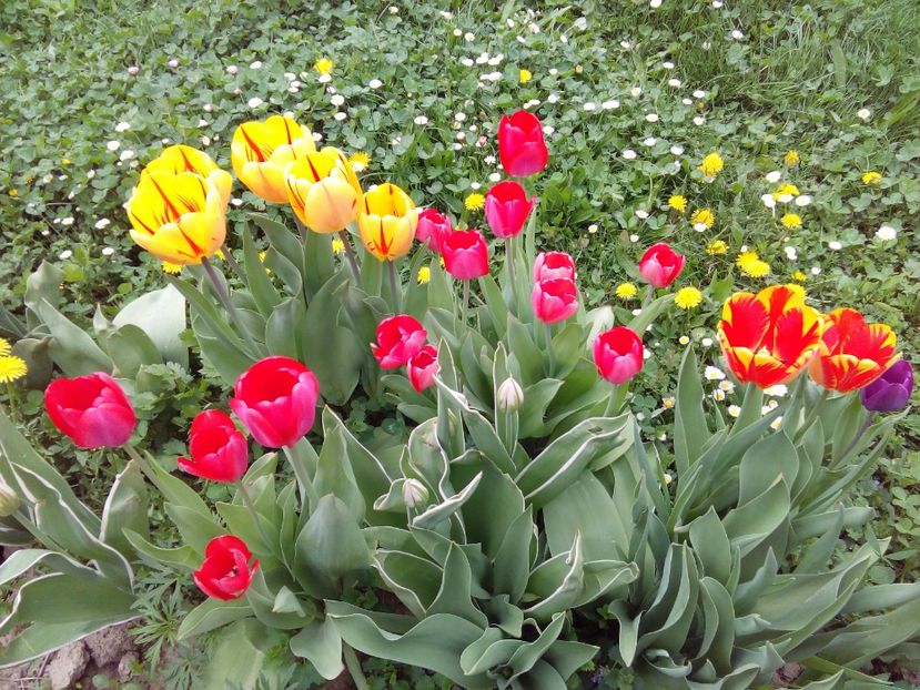  - AAAAA_LALELE 2016_2017_2018_2019