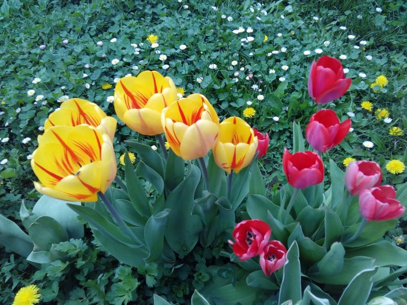  - AAAAA_LALELE 2016_2017_2018_2019