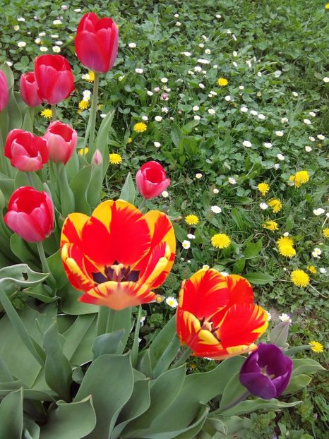  - AAAAA_LALELE 2016_2017_2018_2019