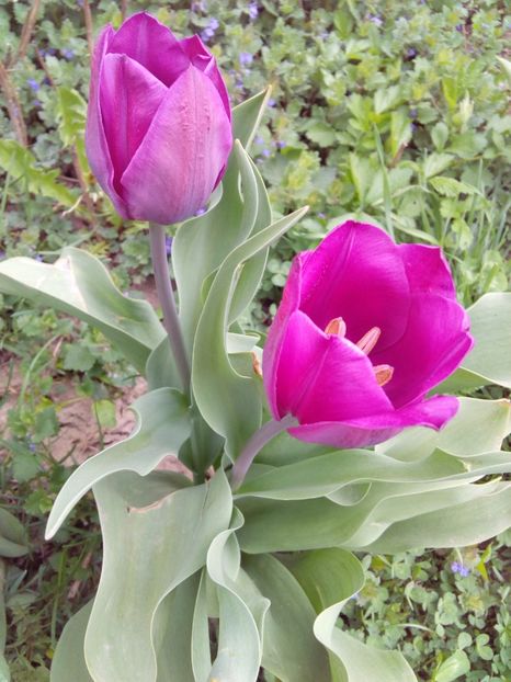  - AAAAA_LALELE 2016_2017_2018_2019