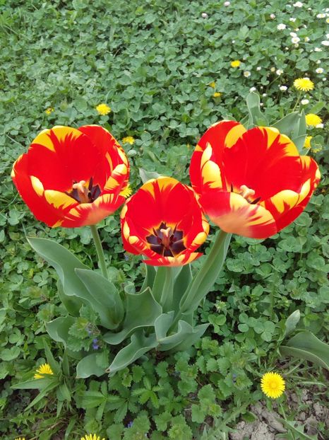  - AAAAA_LALELE 2016_2017_2018_2019