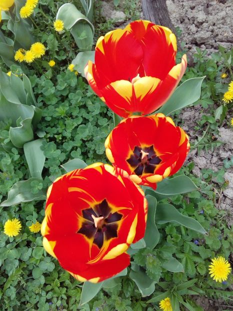  - AAAAA_LALELE 2016_2017_2018_2019