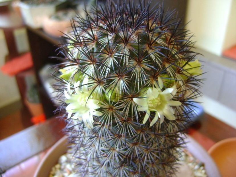 Mammillaria microhelia - Cactusi 2018