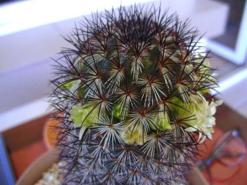 Mammillaria microhelia - Cactusi 2018