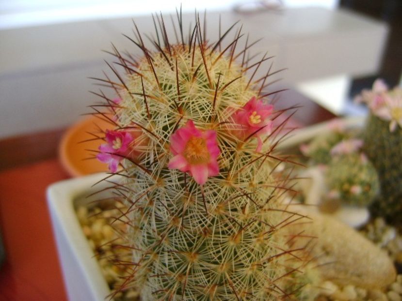 Mammillaria microhelia - Cactusi 2018