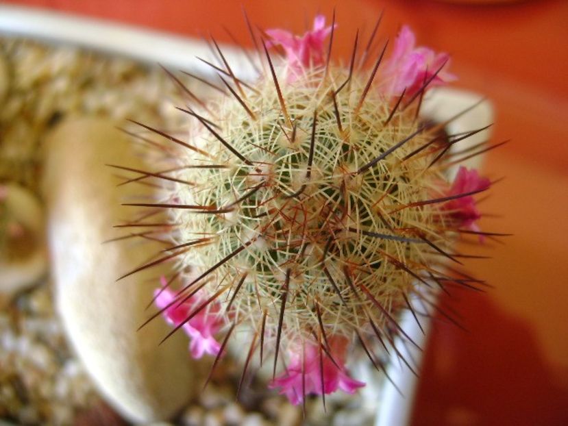 Mammillaria microhelia - Cactusi 2018