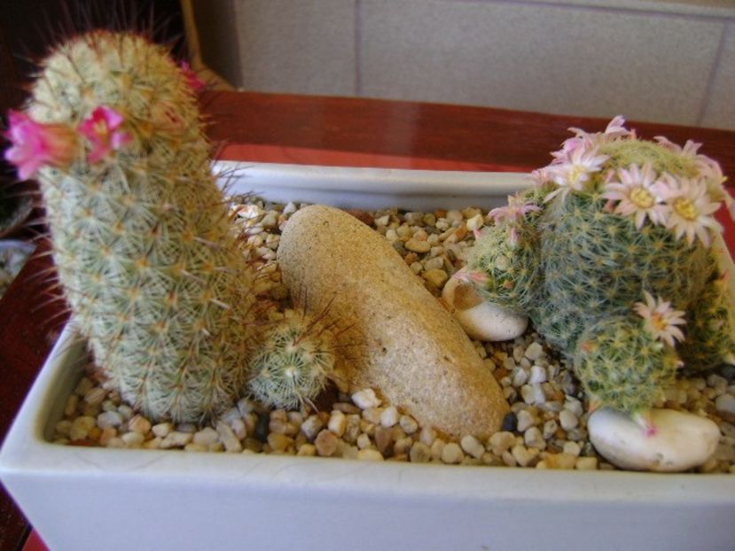 Mammillaria microhelia & Mammillaria schiedeana ssp. giselae - Cactusi 2018