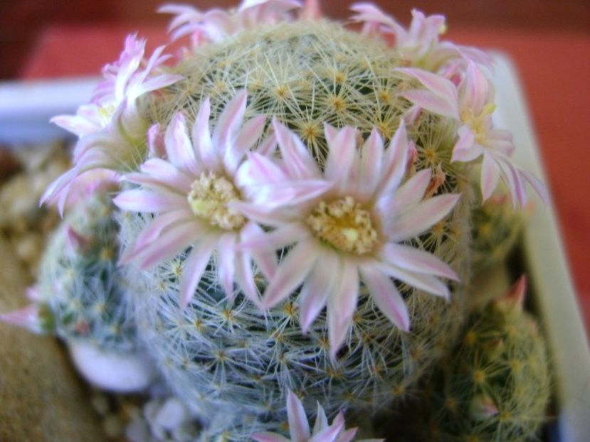 Mammillaria schiedeana ssp. giselae - Cactusi 2018