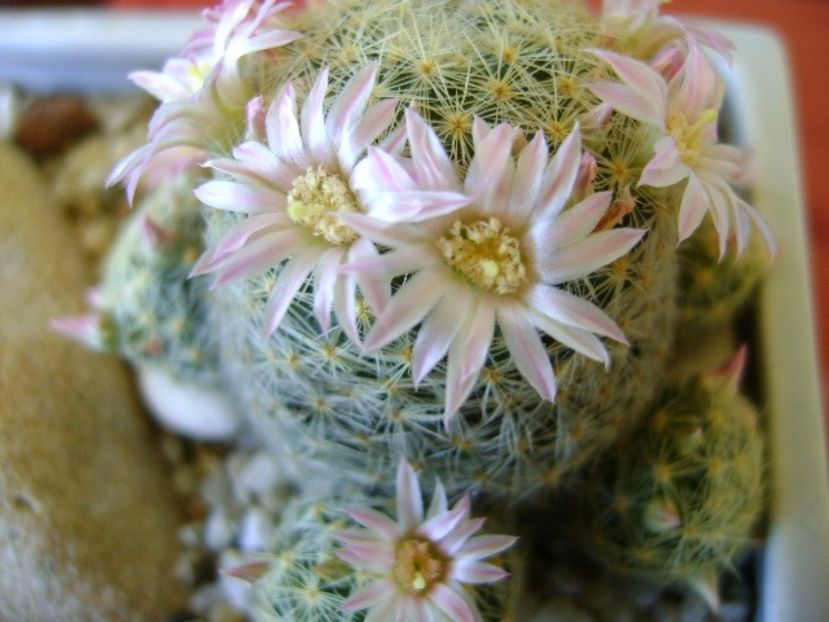 Mammillaria schiedeana ssp. giselae - Cactusi 2018