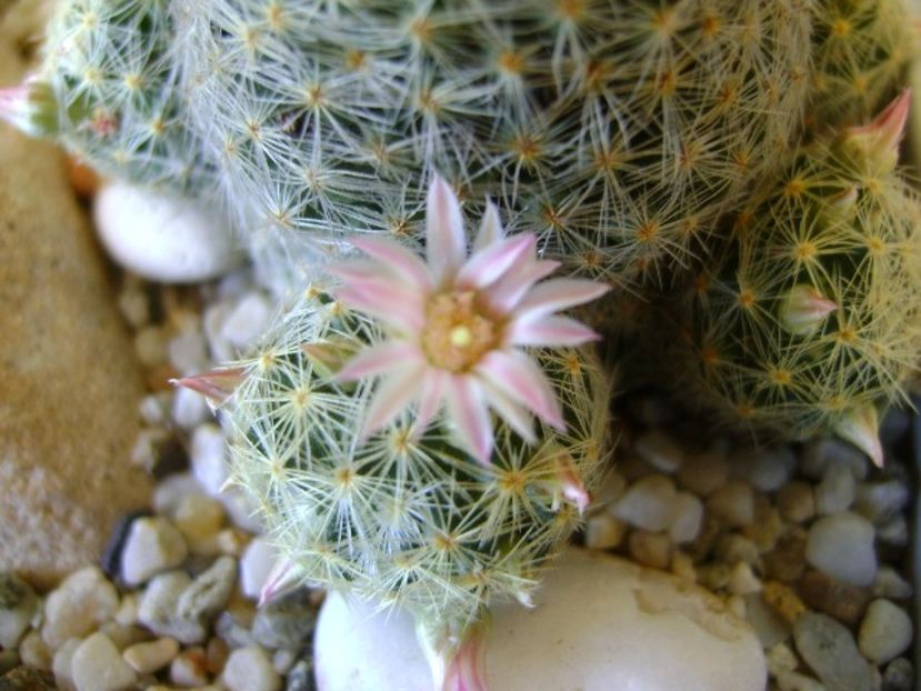 Mammillaria schiedeana ssp. giselae - Cactusi 2018