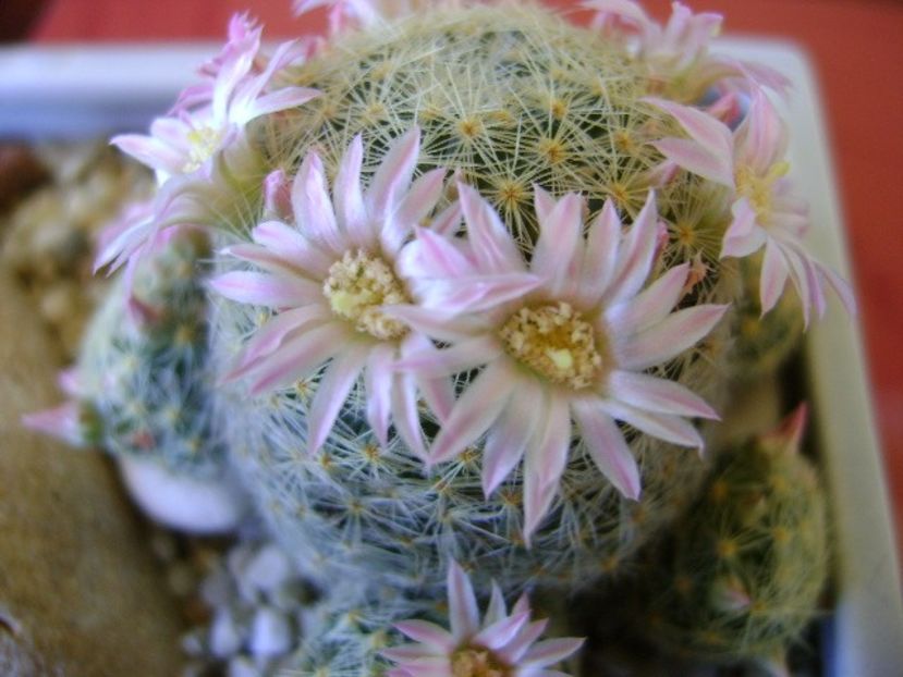 Mammillaria schiedeana ssp. giselae - Cactusi 2018