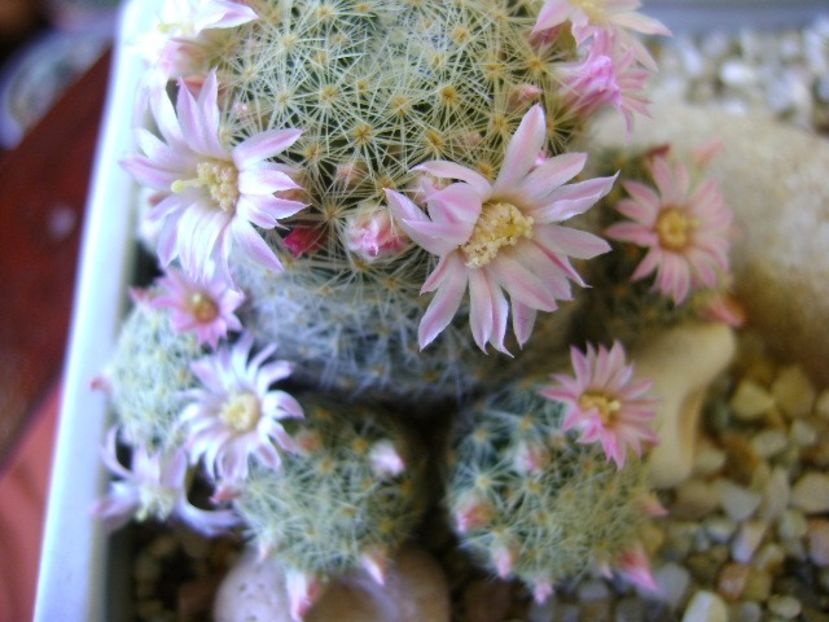 Mammillaria schiedeana ssp. giselae - Cactusi 2018