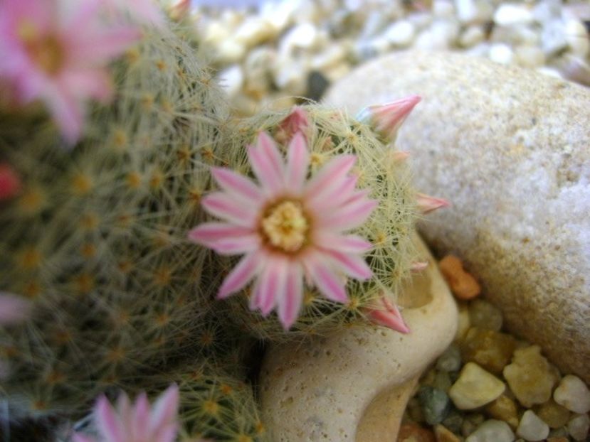 Mammillaria schiedeana ssp. giselae - Cactusi 2018