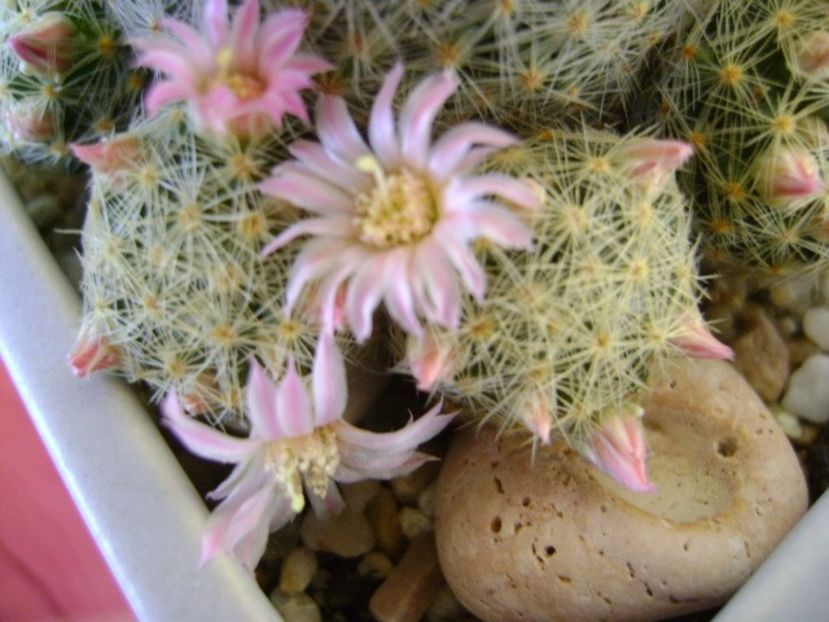 Mammillaria schiedeana ssp. giselae - Cactusi 2018