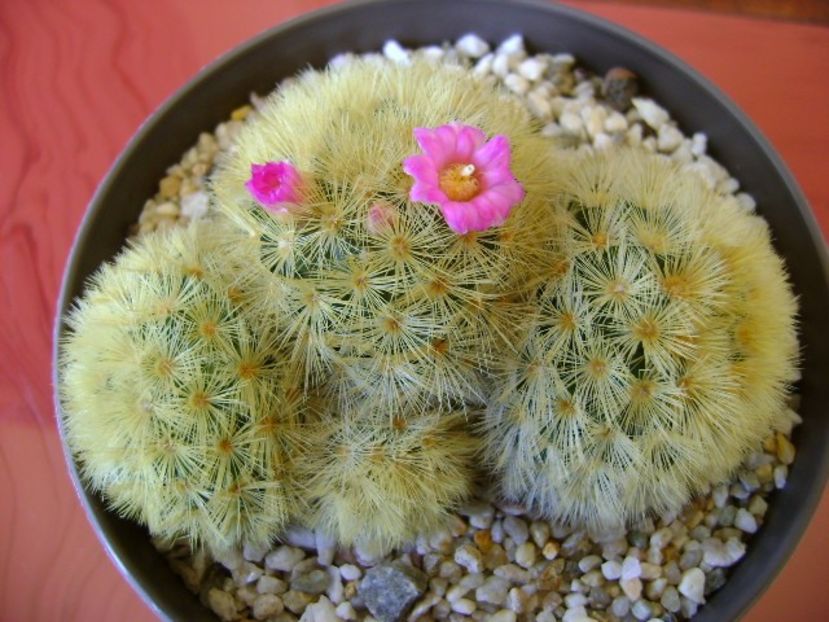 Mammillaria carmenae - Cactusi 2018