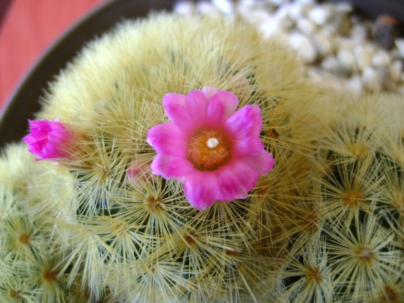 Mammillaria carmenae - Cactusi 2018