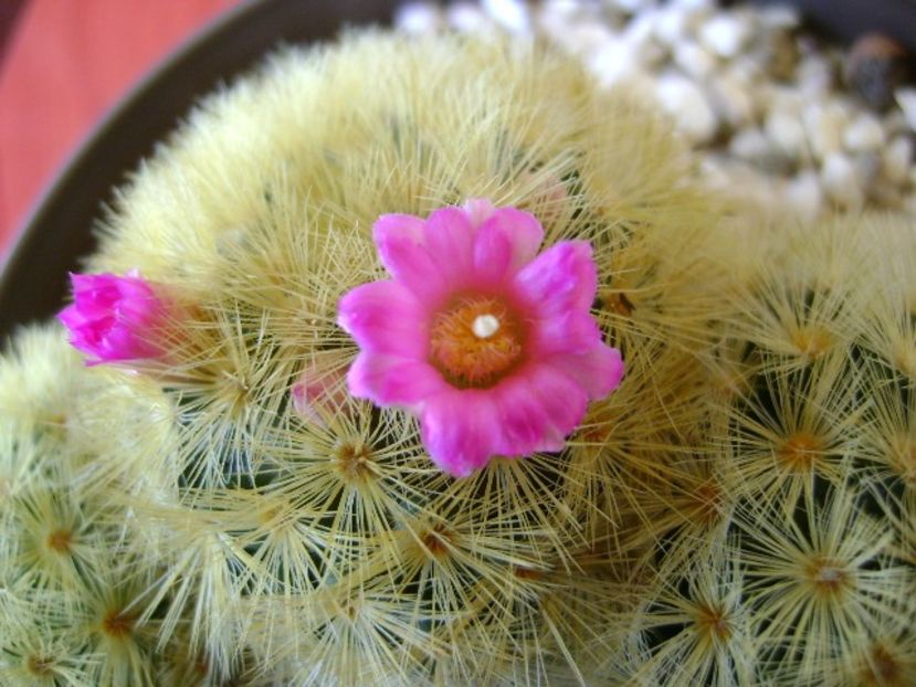 Mammillaria carmenae - Cactusi 2018