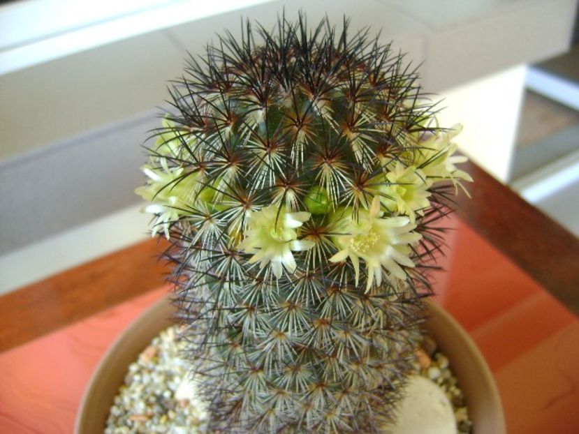 Mammillaria microhelia - Cactusi 2018