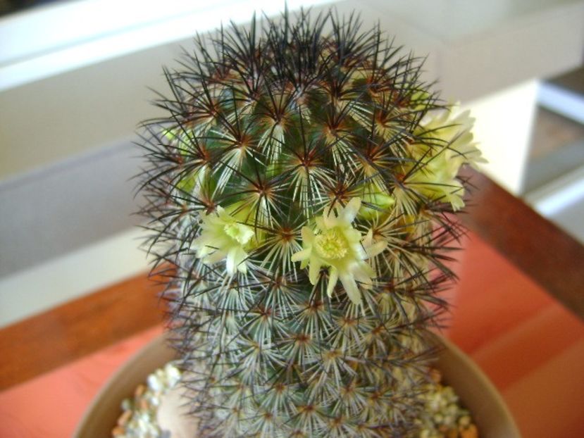Mammillaria microhelia - Cactusi 2018