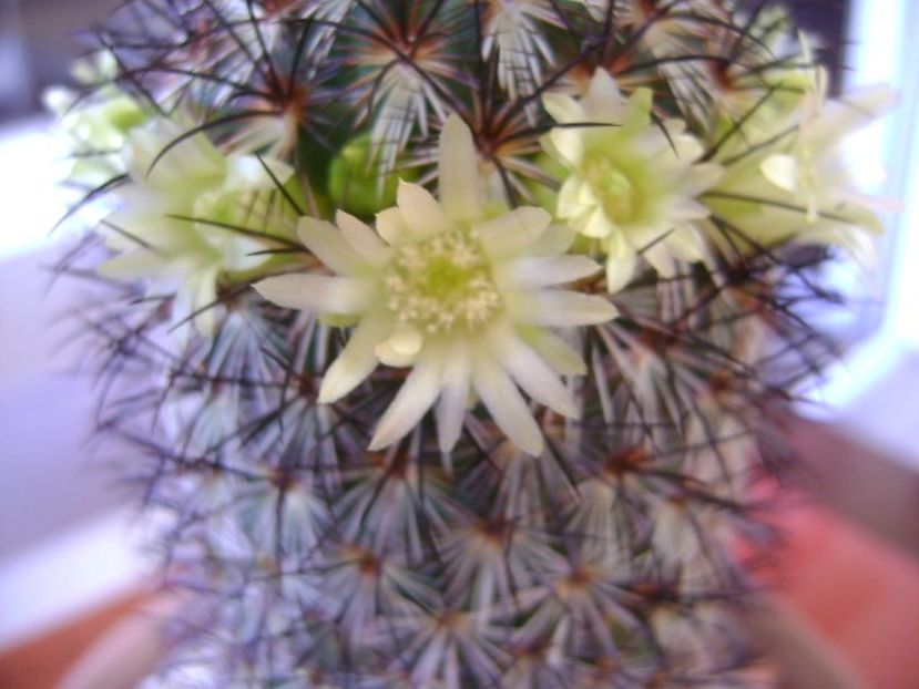 Mammillaria microhelia - Cactusi 2018