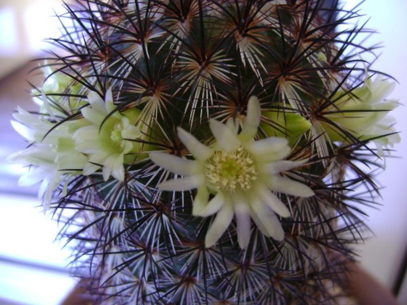 Mammillaria microhelia - Cactusi 2018