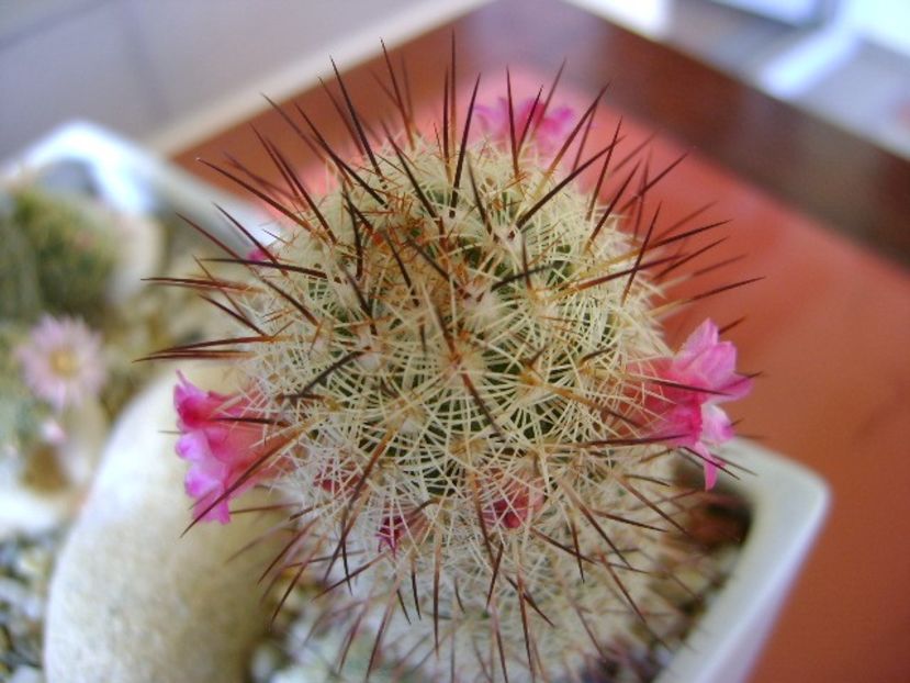 Mammillaria microhelia - Cactusi 2018