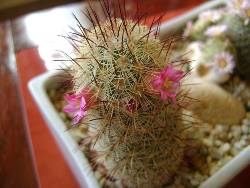 Mammillaria microhelia - Cactusi 2018
