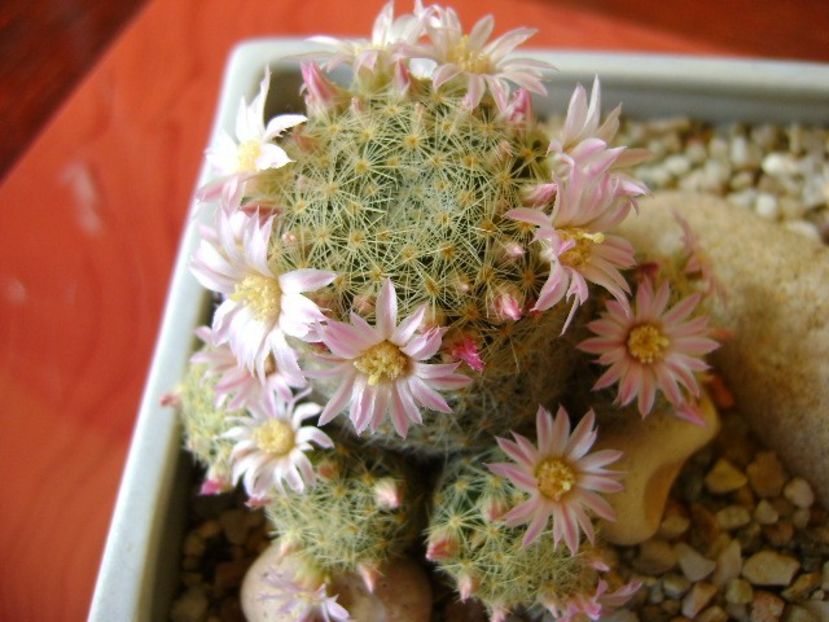 Mammillaria schiedeana ssp. giselae - Cactusi 2018