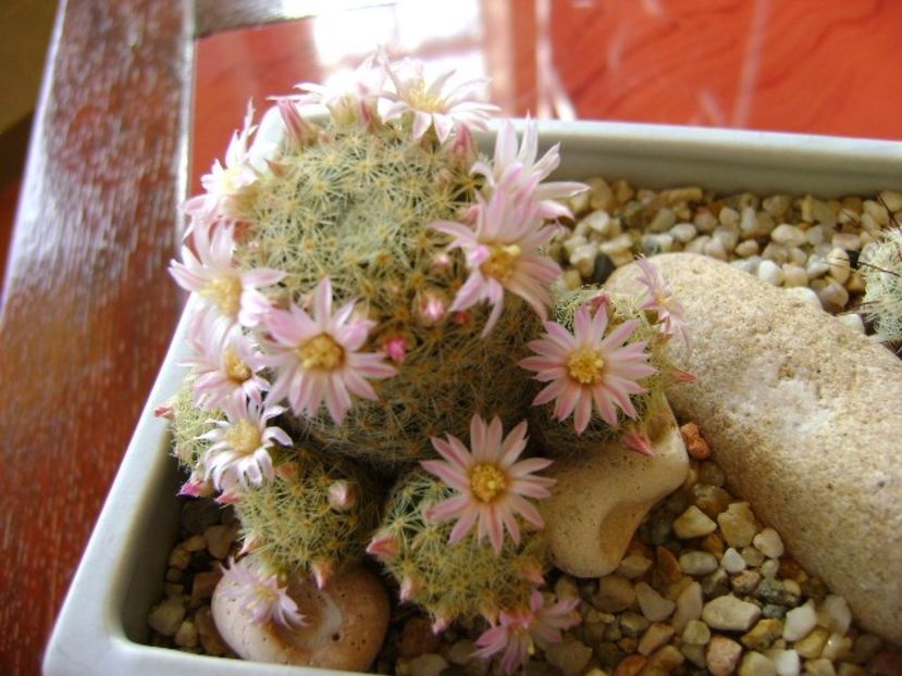 Mammillaria schiedeana ssp. giselae - Cactusi 2018