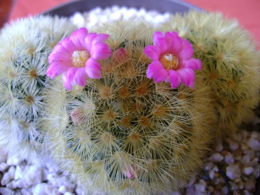 Mammillaria carmenae - Cactusi 2018