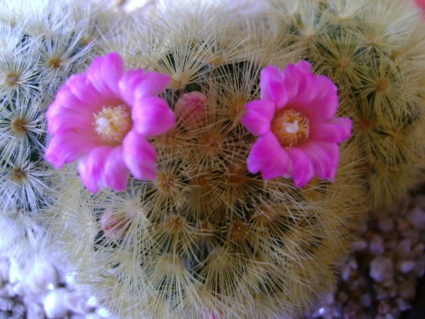 Mammillaria carmenae - Cactusi 2018