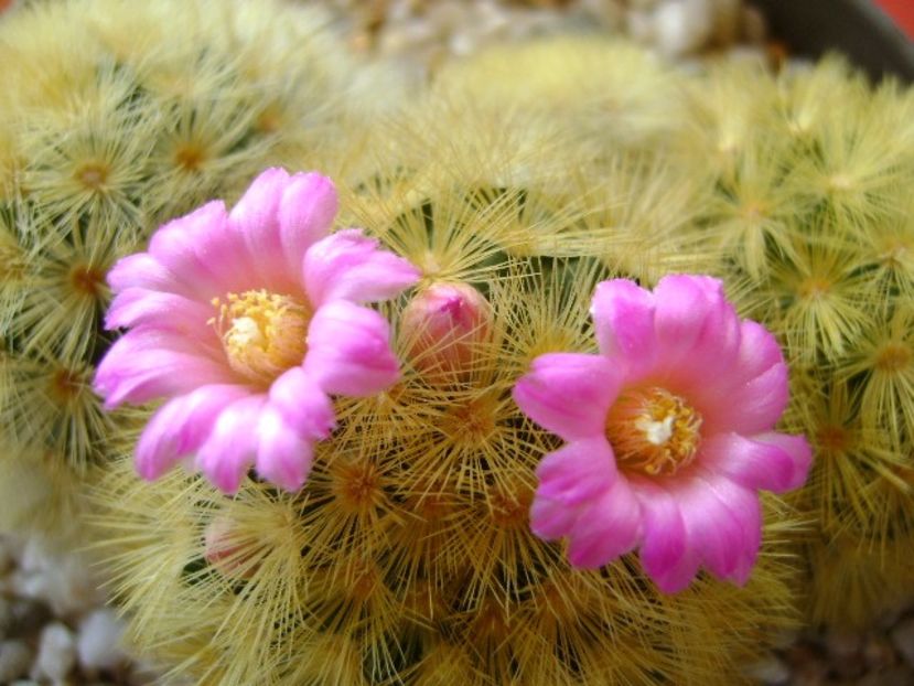 Mammillaria carmenae - Cactusi 2018