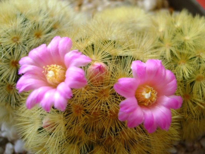 Mammillaria carmenae - Cactusi 2018