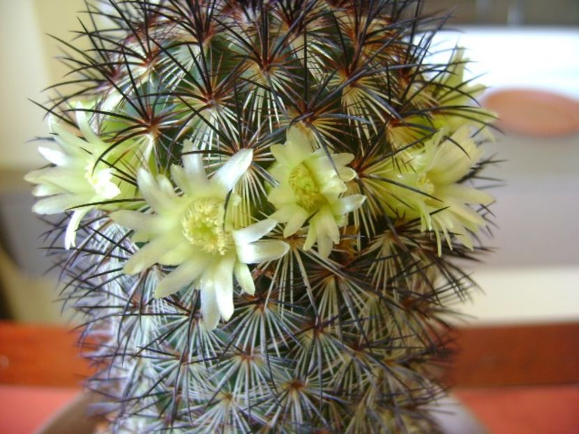Mammillaria microhelia - Cactusi 2018