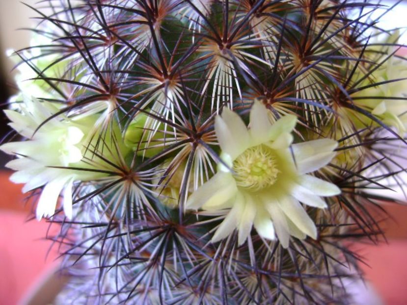 Mammillaria microhelia - Cactusi 2018