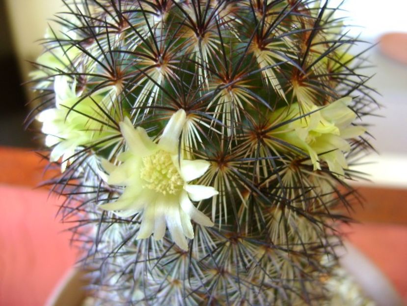 Mammillaria microhelia - Cactusi 2018