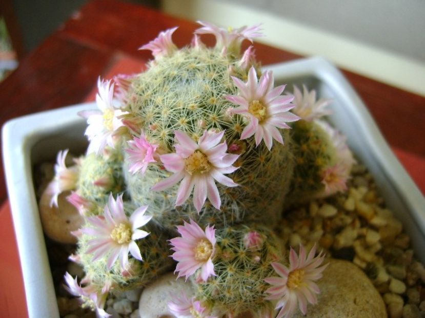 Mammillaria schiedeana ssp. giselae - Cactusi 2018