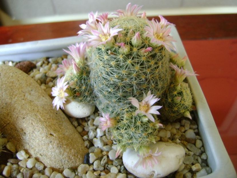 Mammillaria schiedeana ssp. giselae - Cactusi 2018