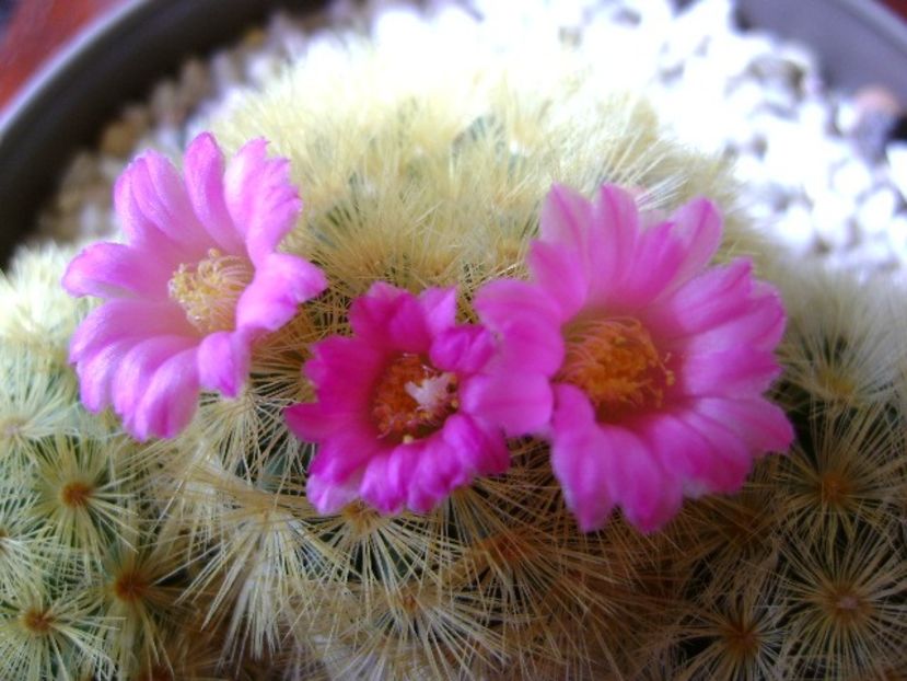 Mammillaria carmenae - Cactusi 2018