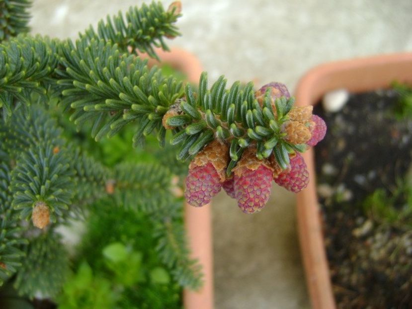 Abies pinsapo - Bonsai si prebonsai 2018-2020