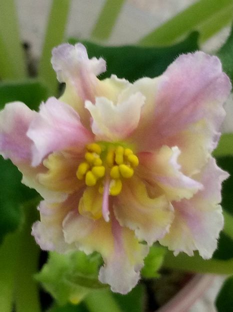 16 apr - ZZ Ajohn s Winter Sun