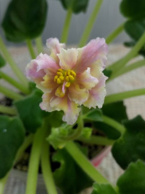 16 apr - ZZ Ajohn s Winter Sun